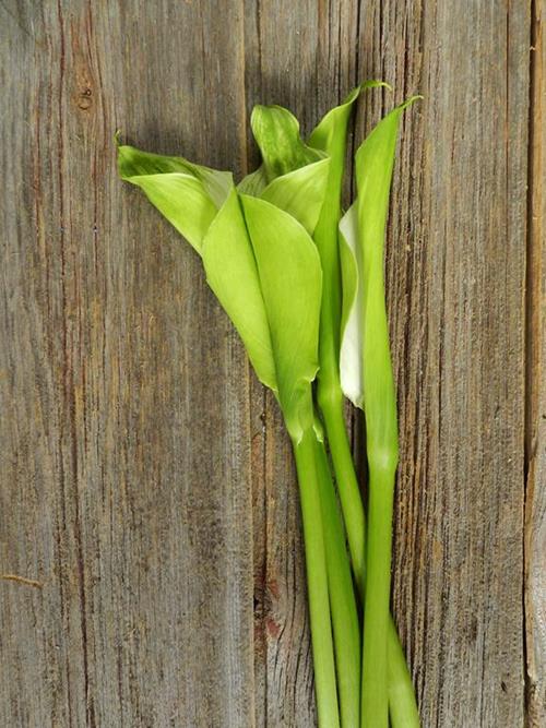 GREEN GODDESS 75 CM CALLA LILY